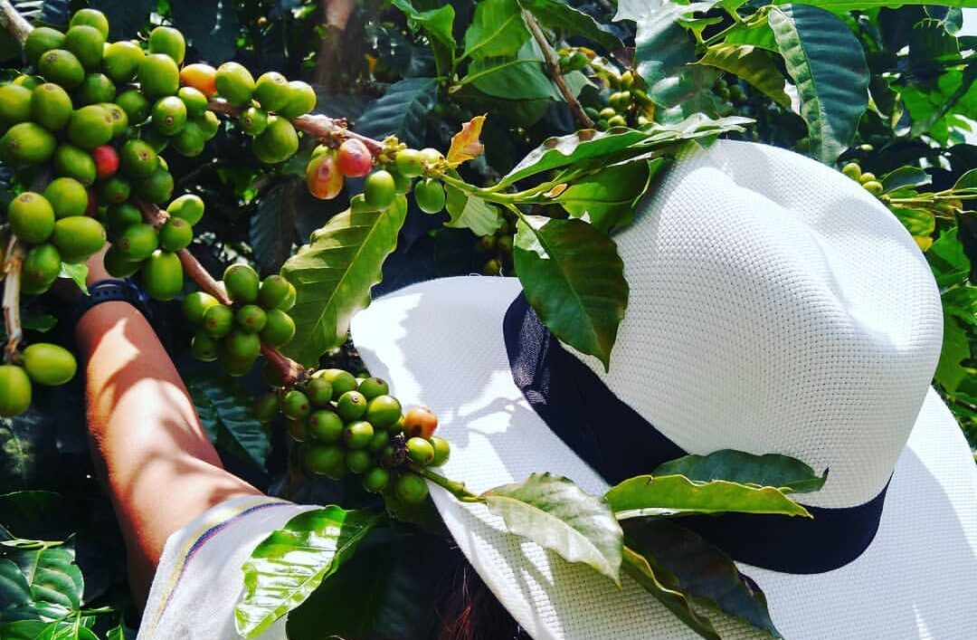 Tour del Café